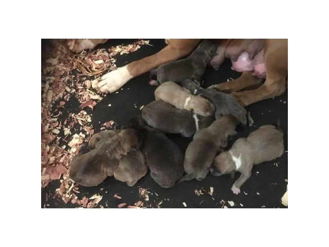 FullbloodedUKC American Pitbull puppies for sale Kokomo - Puppies for