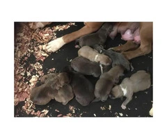 FullbloodedUKC American Pitbull puppies for sale - 8