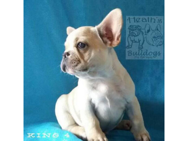 Champion bloodlines French Bulldog puppies for sale in
