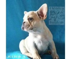 Champion bloodlines French Bulldog puppies for sale
