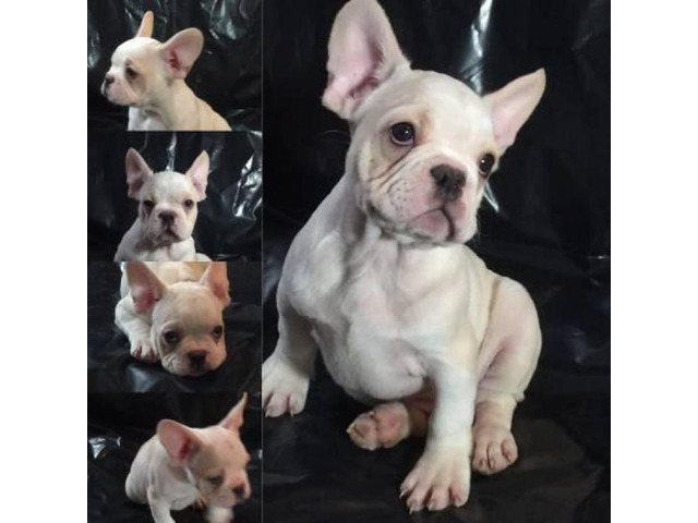Champion bloodlines French Bulldog puppies for sale in