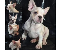 Champion bloodlines French Bulldog puppies for sale - 2