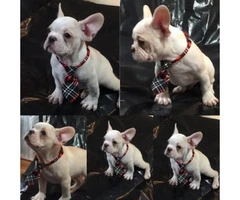 Champion bloodlines French Bulldog puppies for sale - 3