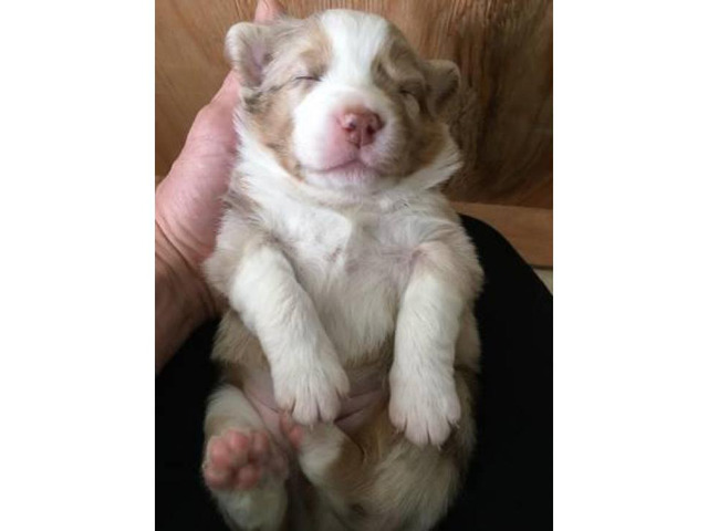 Pure Australian shepherd puppies for sale in Leominster, Massachusetts