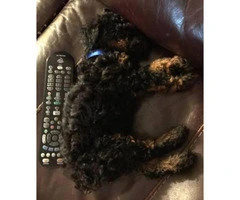 9 week old male toy poodle puppy for sale