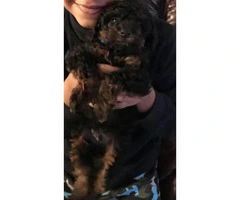 9 week old male toy poodle puppy for sale - 3