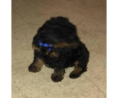 9 week old male toy poodle puppy for sale - 4