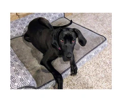 American great dane puppy for sale - 3