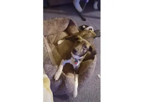 Brindle and white Mountain Cur Coonhound Mix Puppy  for sale
