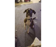 Brindle and white Mountain Cur Coonhound Mix Puppy  for sale - 3