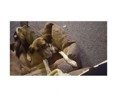 Brindle and white Mountain Cur Coonhound Mix Puppy  for sale - 4