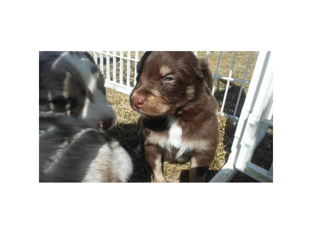 Standard Australian Shepherd puppies in St.Cloud ...