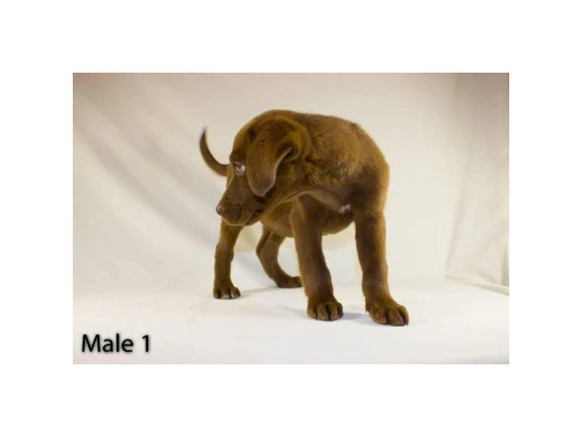 3 playful Chocolate Lab Puppies available - 1/11