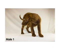 3 playful Chocolate Lab Puppies available