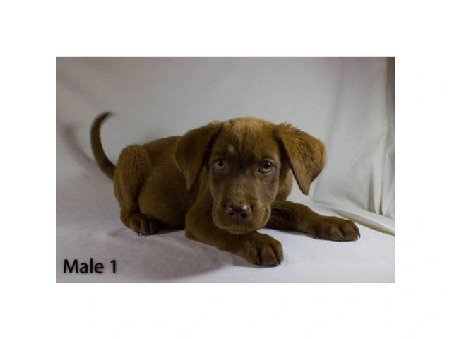3 playful Chocolate Lab Puppies available - 2/11