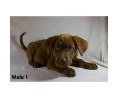 3 playful Chocolate Lab Puppies available - 2