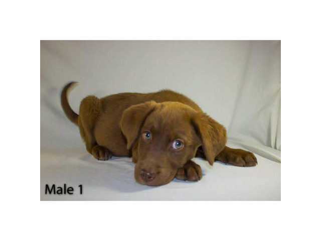 3 playful Chocolate Lab Puppies available in Tulsa ...