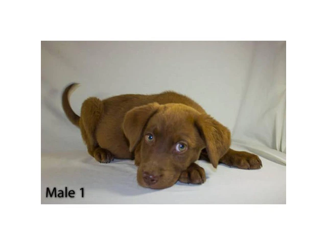 3 playful Chocolate Lab Puppies available - 3/11