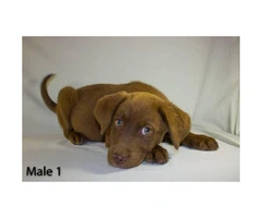 3 playful Chocolate Lab Puppies available - 3