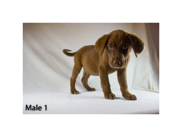3 playful Chocolate Lab Puppies available - 4/11