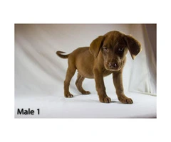 3 playful Chocolate Lab Puppies available - 4