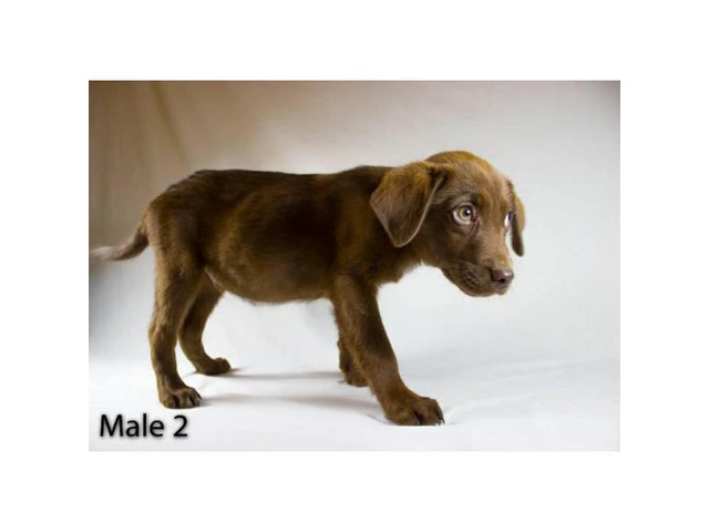 3 playful Chocolate Lab Puppies available - 6/11