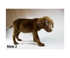 3 playful Chocolate Lab Puppies available - 6
