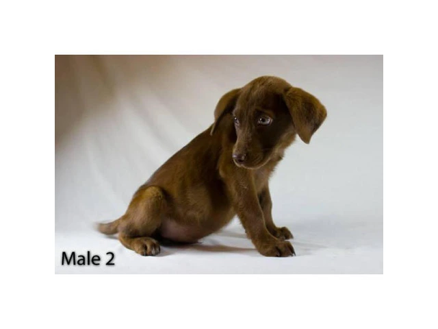 3 playful Chocolate Lab Puppies available - 7/11