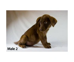 3 playful Chocolate Lab Puppies available - 7