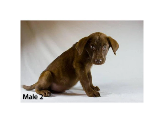 3 playful Chocolate Lab Puppies available - 8/11