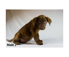 3 playful Chocolate Lab Puppies available - 8