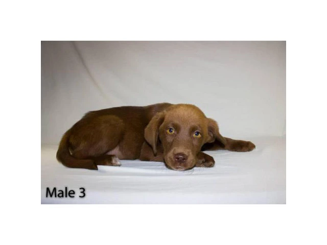 3 playful Chocolate Lab Puppies available - 9/11