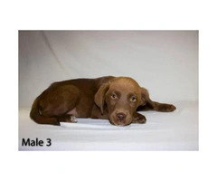 3 playful Chocolate Lab Puppies available - 9