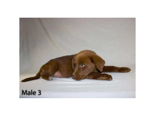 3 playful Chocolate Lab Puppies available - 10/11