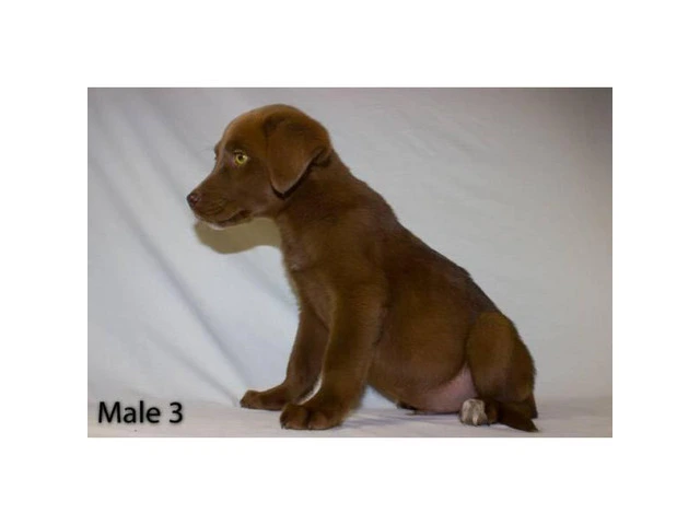 3 playful Chocolate Lab Puppies available - 11/11
