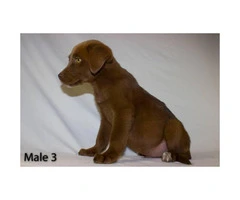 3 playful Chocolate Lab Puppies available - 11