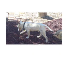 One year old male Bull Terrier for sale - 3