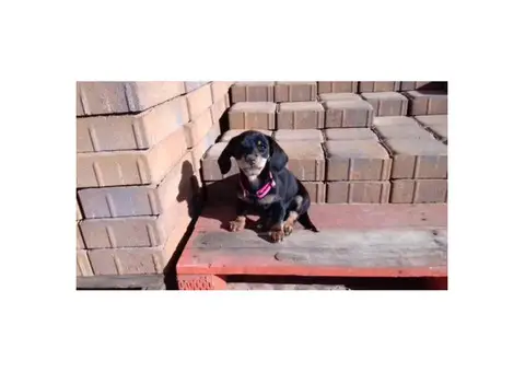 11 weeks old full blood Dachshund female puppy