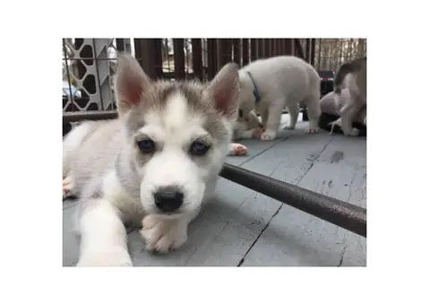2 Males Huskies for Adoption