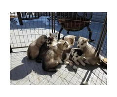 2 Males Huskies for Adoption - 4