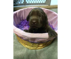 3 Chocolate lab puppies for sale - 4