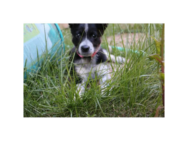 10 weeks old Border Collie Puppy for Sale in Carrollton