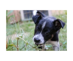 10 weeks old Border Collie Puppy for Sale - 5