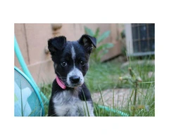 10 weeks old Border Collie Puppy for Sale - 7