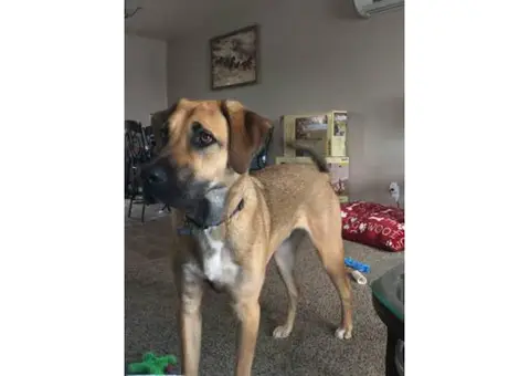 Sweet Anatolian shepherd puppy for sale