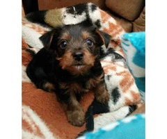 Yorkie Puppies  for Sale - Males and Females - 1