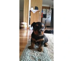 Yorkie Puppies  for Sale - Males and Females - 2