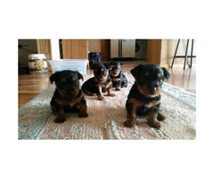 Yorkie Puppies  for Sale - Males and Females - 3