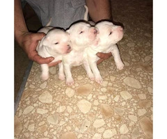 UKC Registered Puppies - 7