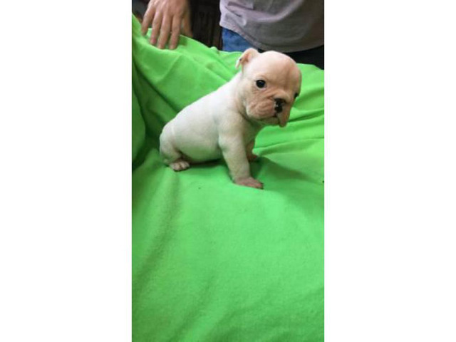 2 sweet AKC English bulldog puppies for sale in Memphis, Tennessee - Puppies for Sale Near Me